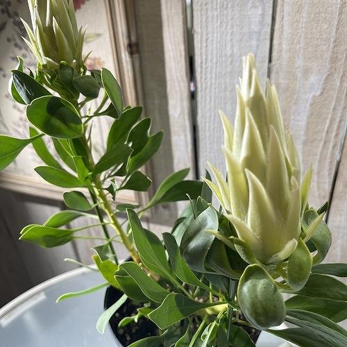 オージープランツ　プロテア スパイキーホワイト２本立 5号(個体おまかせ1鉢)　庭木　花木 オシャレ カワイイ 可愛い オーストラリア |  | 02
