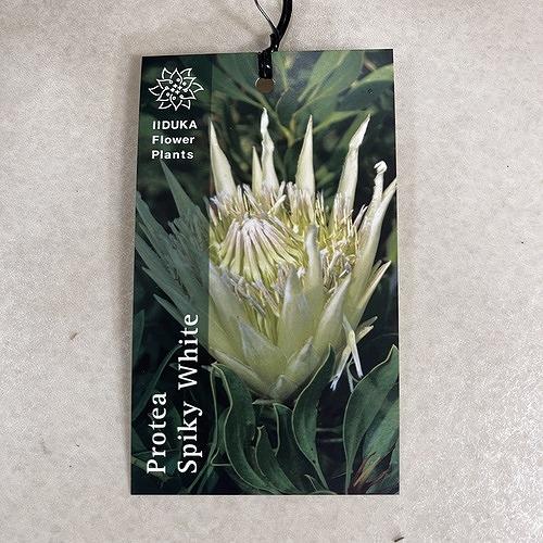 オージープランツ　プロテア スパイキーホワイト２本立 5号(個体おまかせ1鉢)　庭木　花木 オシャレ カワイイ 可愛い オーストラリア |  | 03