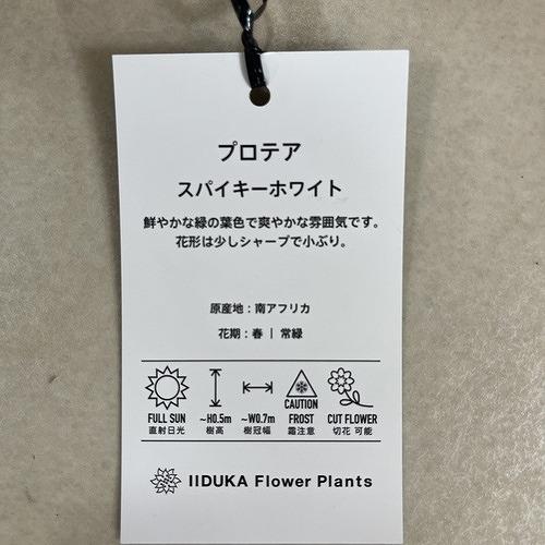 オージープランツ　プロテア スパイキーホワイト２本立 5号(個体おまかせ1鉢)　庭木　花木 オシャレ カワイイ 可愛い オーストラリア |  | 04