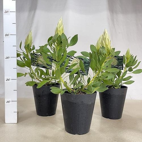 オージープランツ　プロテア スパイキーホワイト２本立 5号(個体おまかせ1鉢)　庭木　花木 オシャレ カワイイ 可愛い オーストラリア |  | 05