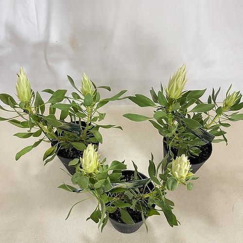 オージープランツ　プロテア スパイキーホワイト２本立 5号(個体おまかせ1鉢)　庭木　花木 オシャレ カワイイ 可愛い オーストラリア |  | 06