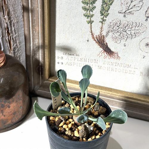 塊根植物　オトンナ カカリオイデス 2号(現品)　インテリアグリーン 室内園芸 オシャレ カワイイ 可愛い | 