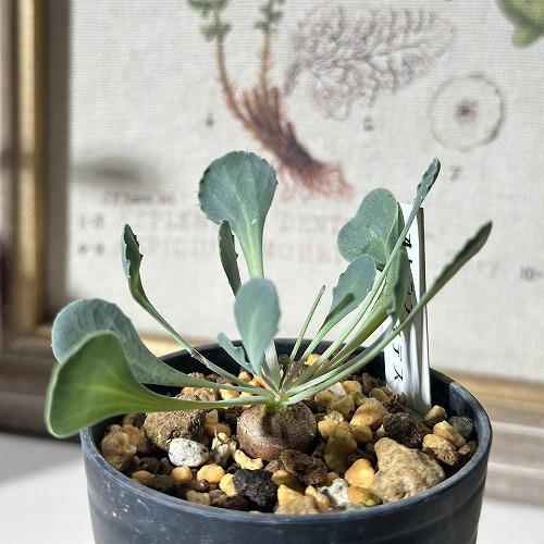 塊根植物　オトンナ カカリオイデス 2号(現品)　インテリアグリーン 室内園芸 オシャレ カワイイ 可愛い |  | 01