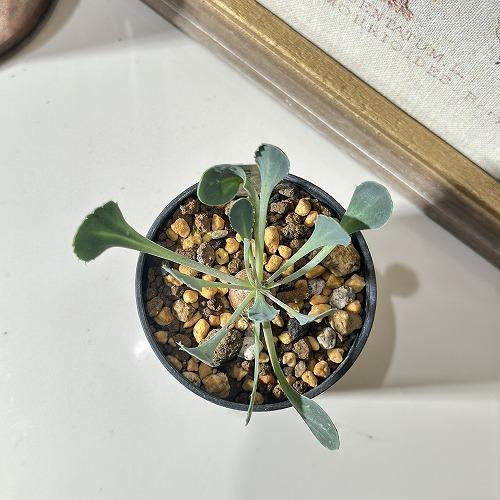 塊根植物　オトンナ カカリオイデス 2号(現品)　インテリアグリーン 室内園芸 オシャレ カワイイ 可愛い |  | 02