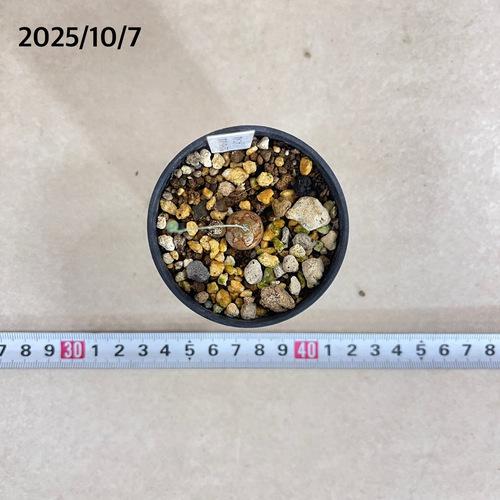 塊根植物　オトンナ カカリオイデス 2号(現品)　インテリアグリーン 室内園芸 オシャレ カワイイ 可愛い |  | 04