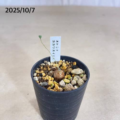 塊根植物　オトンナ カカリオイデス 2号(現品)　インテリアグリーン 室内園芸 オシャレ カワイイ 可愛い |  | 05