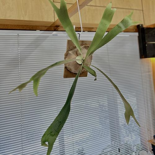 観葉植物 プラティセリウム ホワイトホーク スポア P.White hawk spore