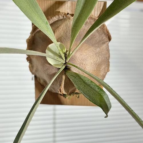 観葉植物 プラティセリウム ホワイトホーク スポア P.White hawk spore