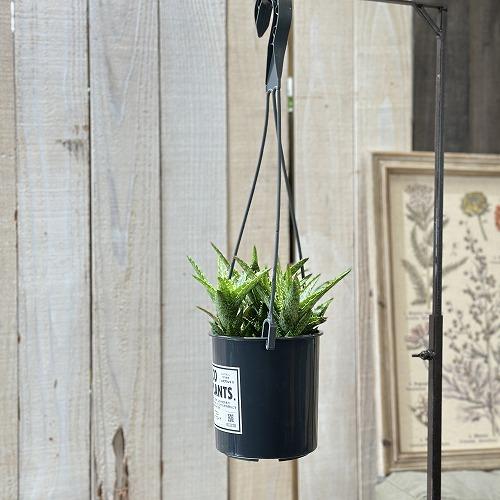 多肉植物 アロエ スクアローサ 4号吊り鉢(底穴無し)(現品) インテリア