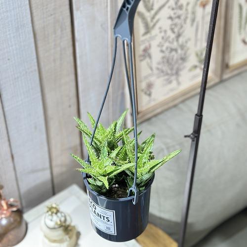 多肉植物 アロエ スクアローサ 4号吊り鉢(底穴無し)(現品) インテリア