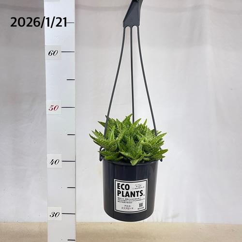 多肉植物 アロエ スクアローサ 4号吊り鉢(底穴無し)(現品) インテリア