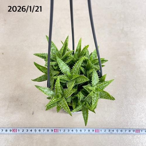 多肉植物 アロエ スクアローサ 4号吊り鉢(底穴無し)(現品) インテリア
