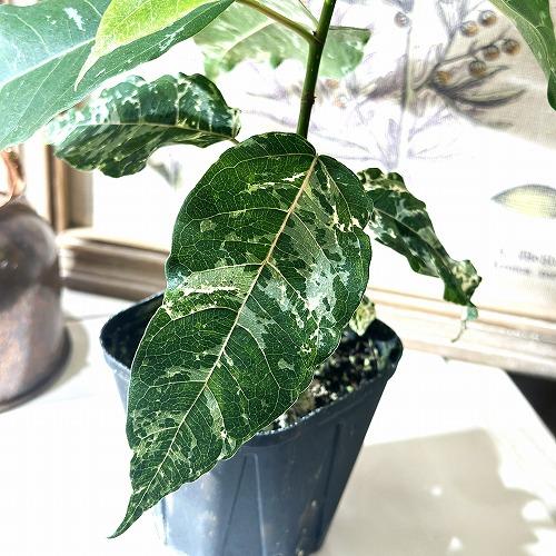 フィカス アスペラパーセリー ゴムの木 植物 インテリア 観葉