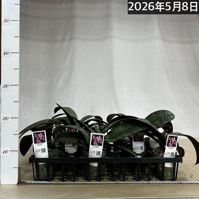 洋ラン コチョウラン シレリアナ(原種系胡蝶蘭) 3号 ※花なし(個体