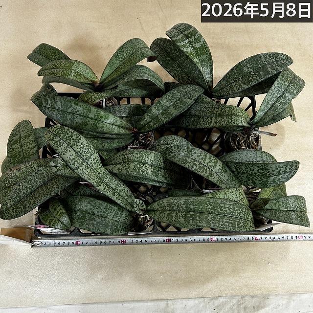 洋ラン コチョウラン シレリアナ(原種系胡蝶蘭) 3号 ※花なし(個体