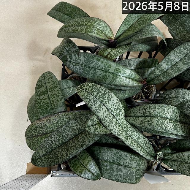 洋ラン コチョウラン シレリアナ(原種系胡蝶蘭) 3号 ※花なし(個体