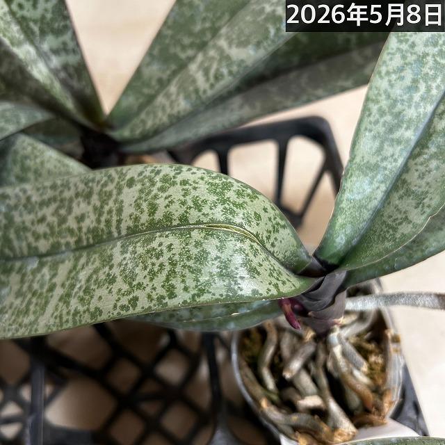洋ラン コチョウラン シレリアナ(原種系胡蝶蘭) 3号 ※花なし(個体