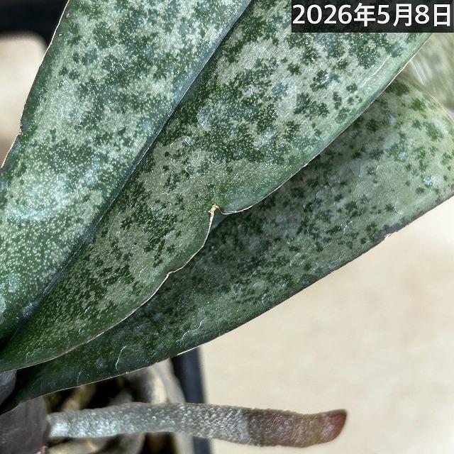洋ラン コチョウラン シレリアナ(原種系胡蝶蘭) 3号 ※花なし(個体