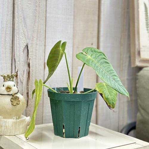 アンスリウム(コメ質逃ブロックします) 観葉植物 アンスリウム ベイチー 4号硬質(緑鉢) ※多少の葉傷みあり