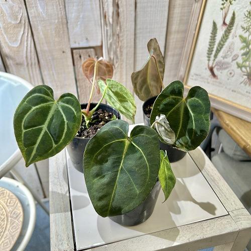 希少】アンスリウム エースオブスペード （Ace of Spades） AOS