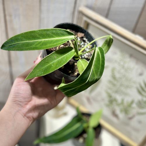 お買い得]※葉傷みありアンスリウム ワロクアーナム(アンスリューム