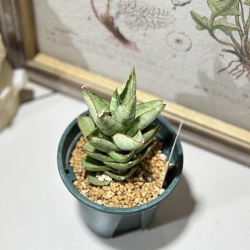 観葉植物 サンセベリア(サンスベリア) パゴダ 2.5号(個体おまかせ1鉢