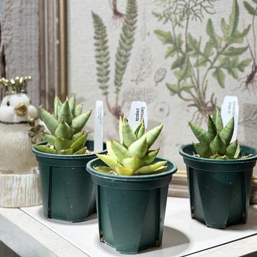 観葉植物 サンセベリア(サンスベリア) パゴダ 2.5号(個体おまかせ1鉢