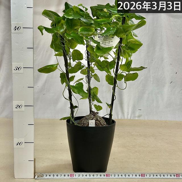 塊根植物 【C】亀甲竜(ディオスコレア エレファンティペス) 5年物 5号