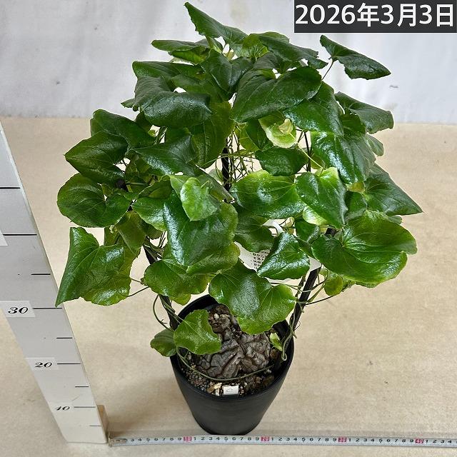 塊根植物 【C】亀甲竜(ディオスコレア エレファンティペス) 5年物 5号