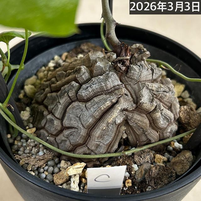 赤い葉　ブーファン ハエマンソイデス グラキリス パキプス 塊根植物 亀甲竜 塊根植物 【C】亀甲竜(ディオスコレア エレファンティペス) 5年物 5号