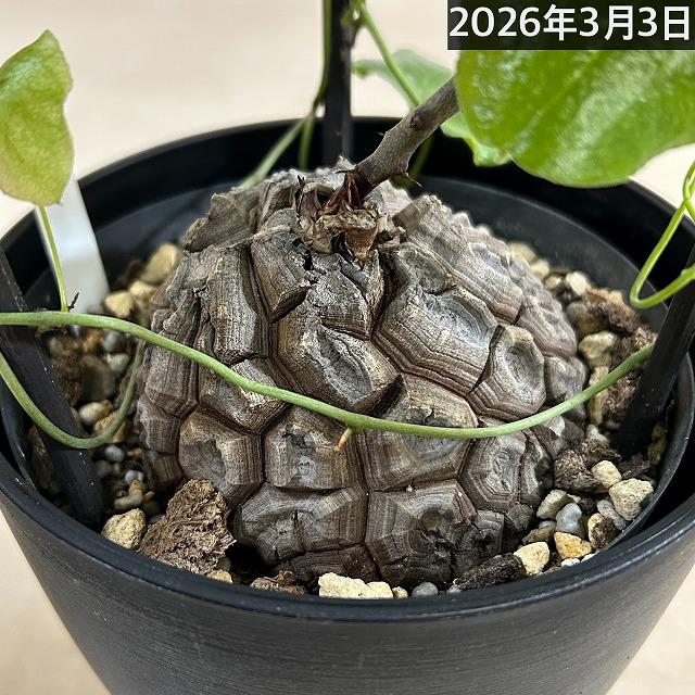 塊根植物 【C】亀甲竜(ディオスコレア エレファンティペス) 5年物 5号