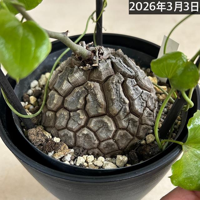 塊根植物 【C】亀甲竜(ディオスコレア エレファンティペス) 5年物 5号