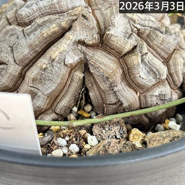 塊根植物 【C】亀甲竜(ディオスコレア エレファンティペス) 5年物 5号