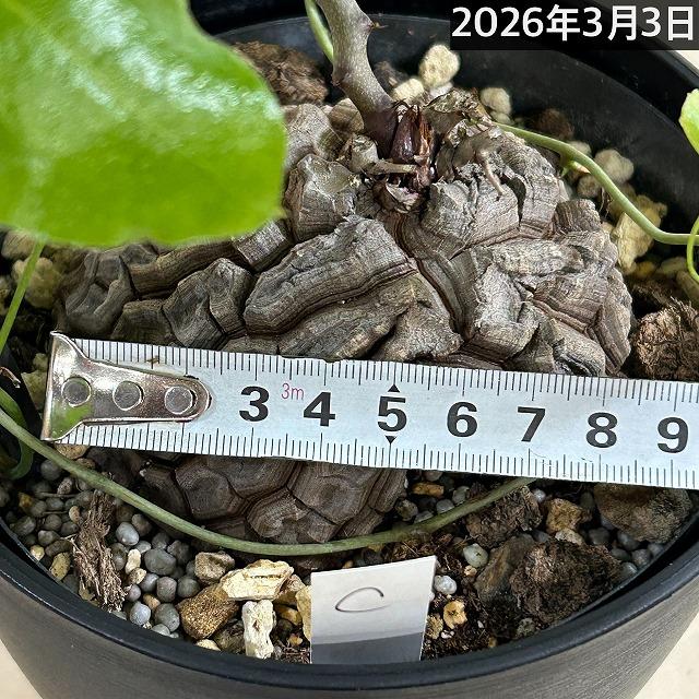 塊根植物 【C】亀甲竜(ディオスコレア エレファンティペス) 5年物 5号