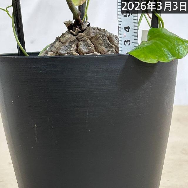 塊根植物 【C】亀甲竜(ディオスコレア エレファンティペス) 5年物 5号