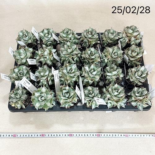 訳あり特価】多肉植物 アガベ 王妃雷神錦 白中斑 2.5号 ※葉傷みあり
