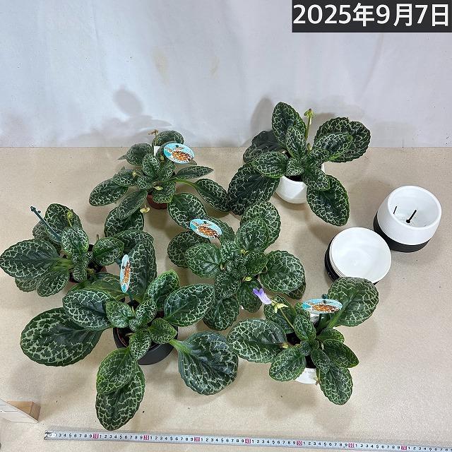 ストレプトカーパス　プリティタートル ストレプトカーパス：プリティタートル5号ポット の通販 | 園芸