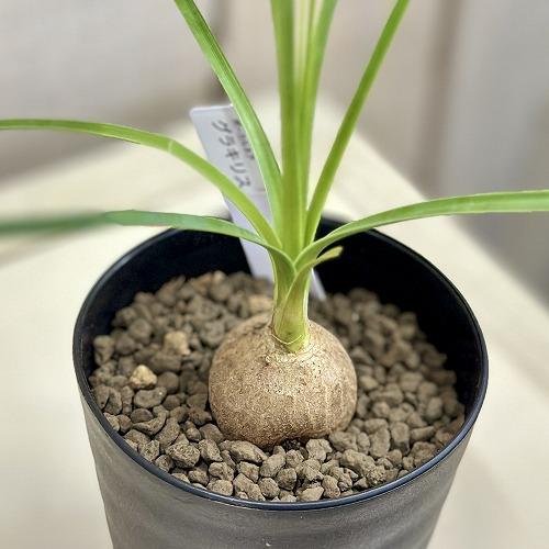 観葉植物 ボーカルネア グラシリス(希少トックリラン) 3号黒鉢(個体