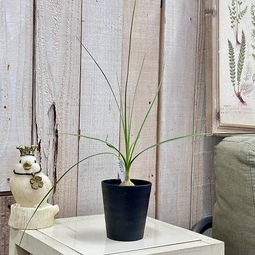 観葉植物 ボーカルネア グラシリス(希少トックリラン) 3号黒鉢(個体