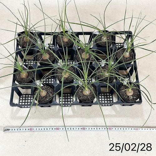 観葉植物 ボーカルネア グラシリス(希少トックリラン) 3号黒鉢(個体