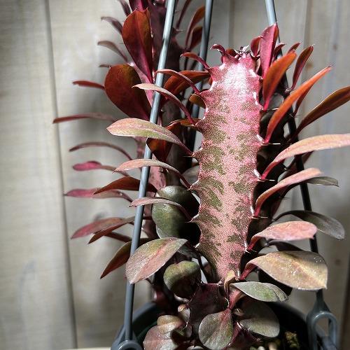 【お買い得】ユーフォルビア トリゴナ ルブラ 4号吊り鉢(底穴無し)(個体おまかせ1鉢)　インテリアグリーン 室内園芸 おしゃれ 可愛い かわいい |  | 02