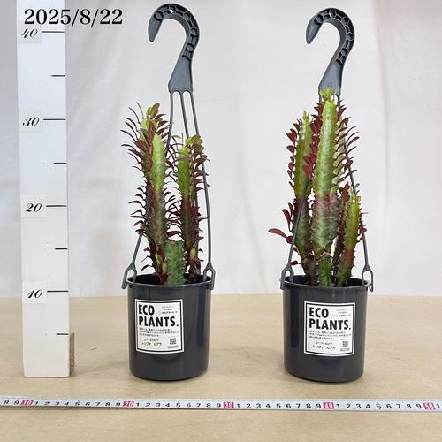 【お買い得】ユーフォルビア トリゴナ ルブラ 4号吊り鉢(底穴無し)(個体おまかせ1鉢)　インテリアグリーン 室内園芸 おしゃれ 可愛い かわいい |  | 03