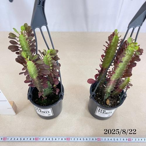 【お買い得】ユーフォルビア トリゴナ ルブラ 4号吊り鉢(底穴無し)(個体おまかせ1鉢)　インテリアグリーン 室内園芸 おしゃれ 可愛い かわいい |  | 04