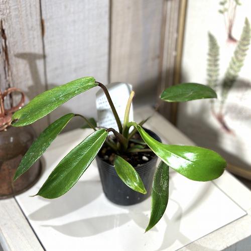 観葉植物　フィロデンドロン ジョエピー(ジョーピー) 2.5号ポット(個体おまかせ1鉢)　インテリアグリーン 室内園芸 おしゃれ 可愛い かわいい | 