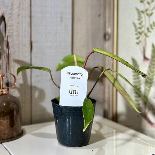 観葉植物　フィロデンドロン ジョエピー(ジョーピー) 2.5号ポット(個体おまかせ1鉢)　インテリアグリーン 室内園芸 おしゃれ 可愛い かわいい |  | 01