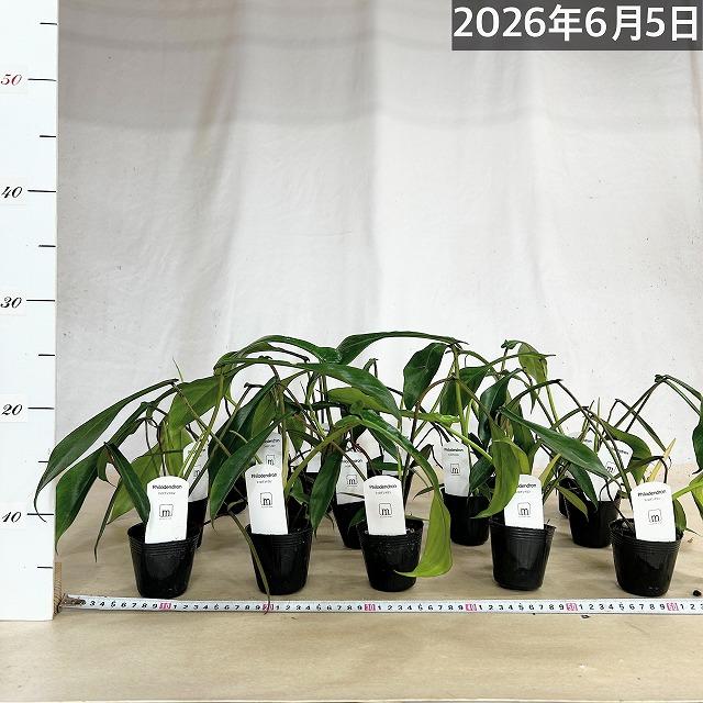 観葉植物　フィロデンドロン ジョエピー(ジョーピー) 2.5号ポット(個体おまかせ1鉢)　インテリアグリーン 室内園芸 おしゃれ 可愛い かわいい |  | 02