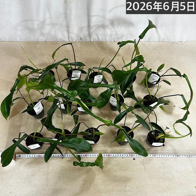 観葉植物　フィロデンドロン ジョエピー(ジョーピー) 2.5号ポット(個体おまかせ1鉢)　インテリアグリーン 室内園芸 おしゃれ 可愛い かわいい |  | 03