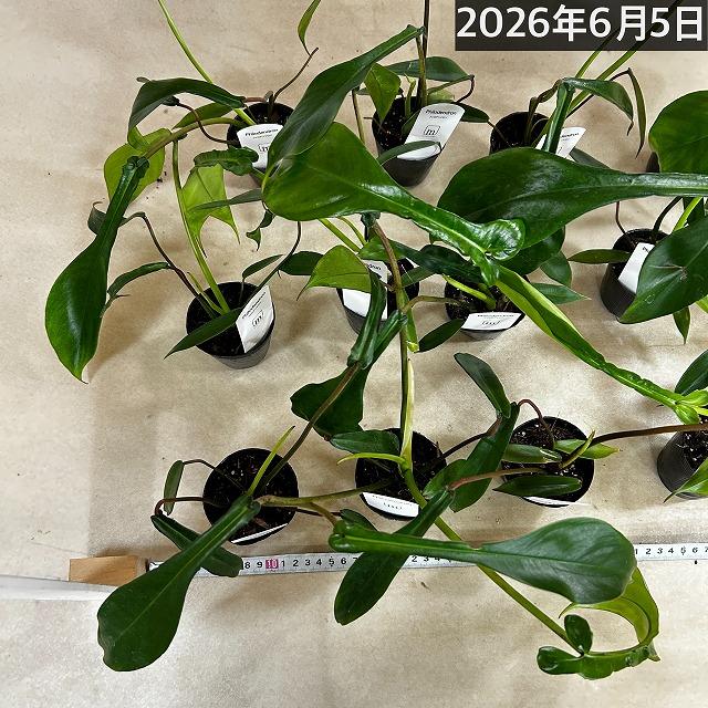 観葉植物　フィロデンドロン ジョエピー(ジョーピー) 2.5号ポット(個体おまかせ1鉢)　インテリアグリーン 室内園芸 おしゃれ 可愛い かわいい |  | 04