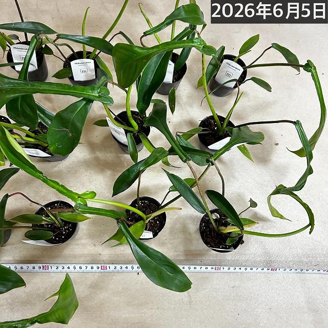 観葉植物　フィロデンドロン ジョエピー(ジョーピー) 2.5号ポット(個体おまかせ1鉢)　インテリアグリーン 室内園芸 おしゃれ 可愛い かわいい |  | 05