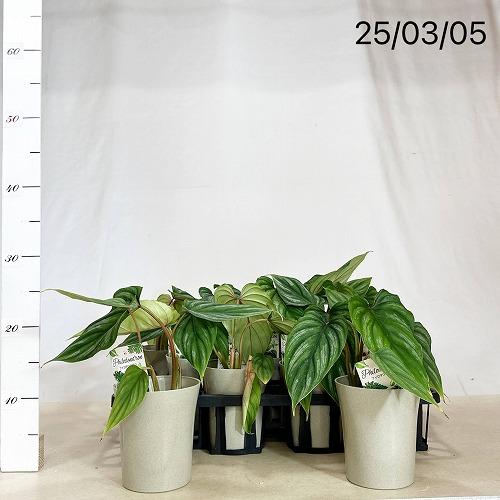 観葉植物 フィロデンドロン プロウマニーウォーターメロン 4号グレー鉢 